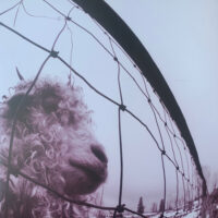 Pearl Jam – Vs. (2 x Vinyl LP)